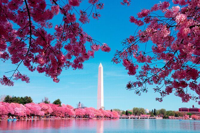 Cherry Blossom & Monuments Tour with Washington Monument, Museums - Key Points Before You Go