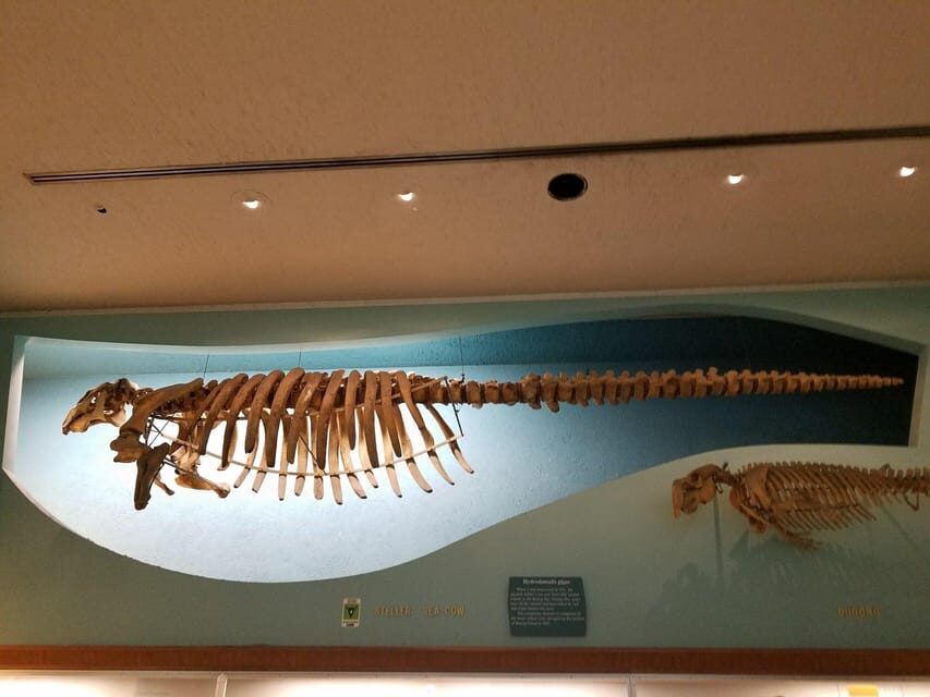 Guided Tour of The Natural History Museum - FAQ