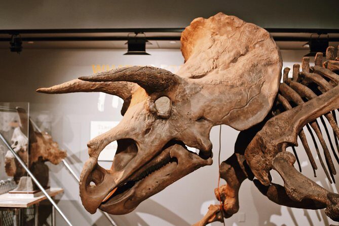 Smithsonian Museum of Natural History - Exclusive Guided Tour - The value question: is $89.67 per person worth it?