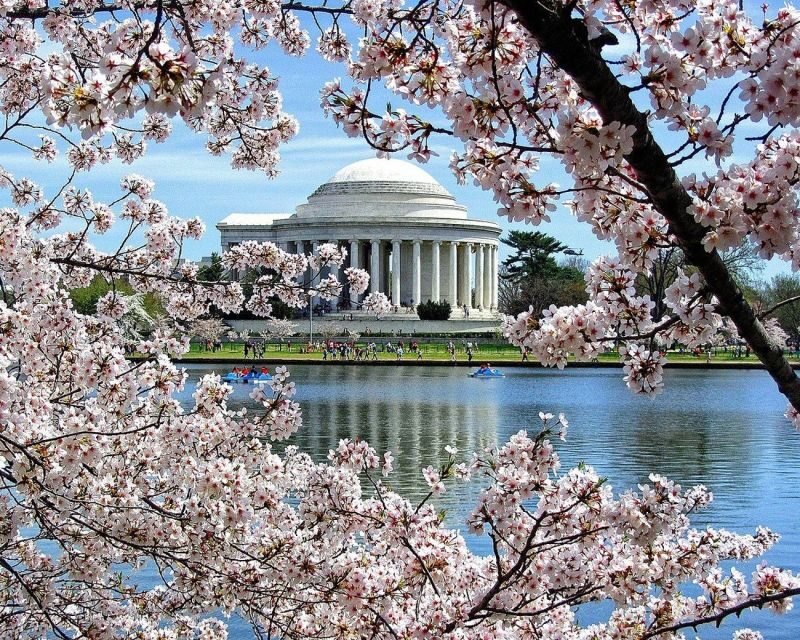 Washington DC: Cherry Blossom Walking Tour - Meeting at Washington Monument Lodge: Skip the Parking Stress